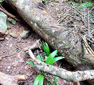 Parque Natural Obô do Príncipe
