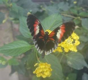 Schmetterlingsfarm Trassenheide