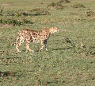 Gepard