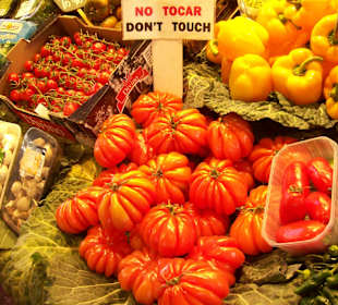 Katalanische Designerzüchtung = Hola