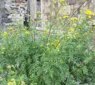 Im Karlsgarten beim Aachener Rathaus