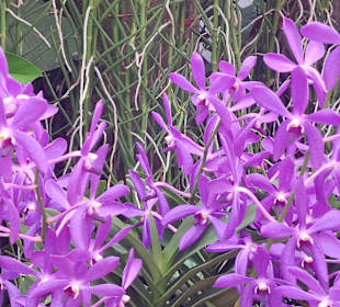 Orchideengarten
