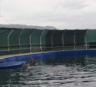 Najwspanialsze ssaki na świecie