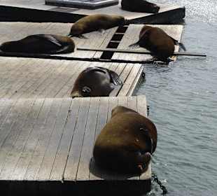 Sea lions@Pier 39 Fishermen's Wharf, San Francisco