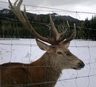 Gut Aiderbichl Rotwild