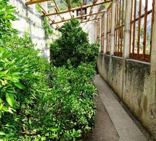Rundgang durch das Zitronengewächshaus