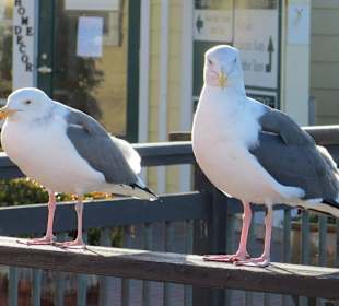 California State Route 1