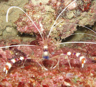 Gebaenderte Scherengarnele