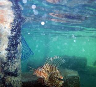 Feuerfische unter der mittleren Plattform vom Steg