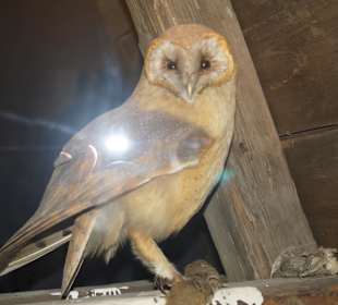 Vogel-und Jagdtierkunde