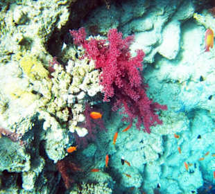 Wunderschöne rote Weichkoralle