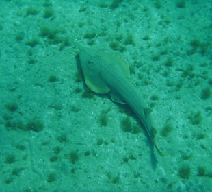 Gitarrenrochen in der Bucht
