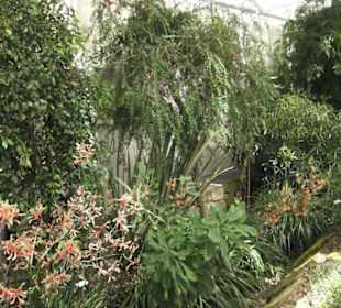 Palmenhaus