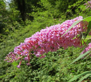 Schlucht von Candalla