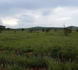 Sarova Salt Lick Game Lodge