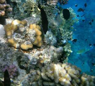 Unterwasserwelt Hotel Sharm Plaza