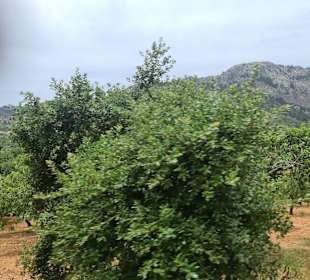 Zug Tren de Sóller 'Roter Blitz'& Freizeit