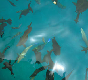 Eine kleine Auswahl Von Fischen