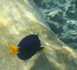 Dory-Blauer Segelflossen-Doktor