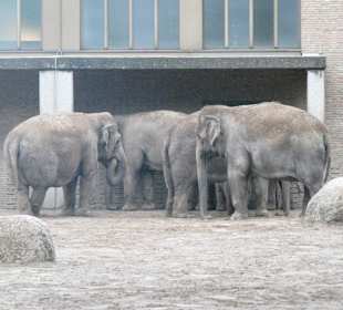 Asiatische Elefanten
