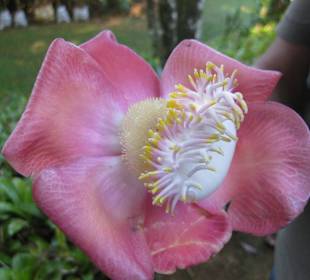 Kanonenkugelbaumblüte