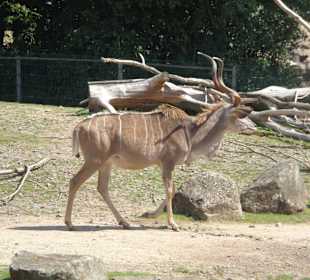 Gehege mit Zebras und Antilopen