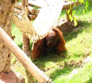 Orang - Utan