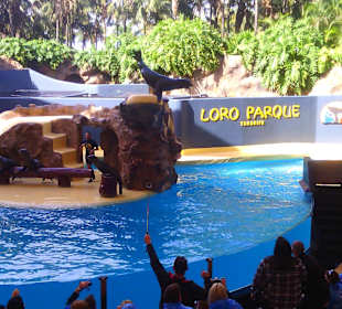 Ausflüge. Loro Park