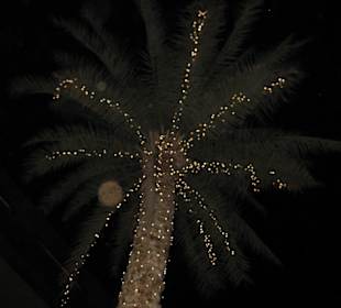 Beleuchtete Palmen vor der Mall