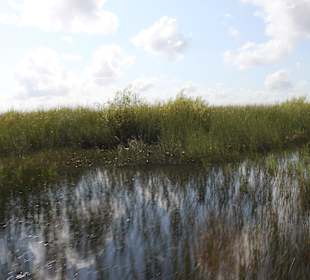 Sägegras, Vorsichtig scharfkantig
