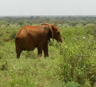 Tsavo Ost