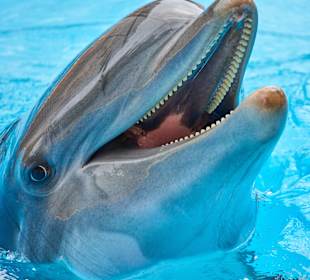 Loro Parque