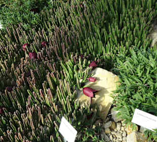 Die Tropengewächshäuser in "Planten un Blomen"