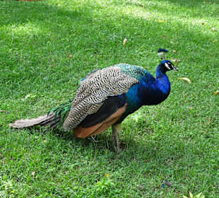 Pfau im Jardin des Plantes