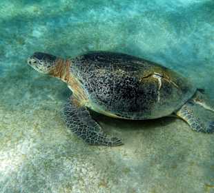 Schnorcheln Abu Dabbab