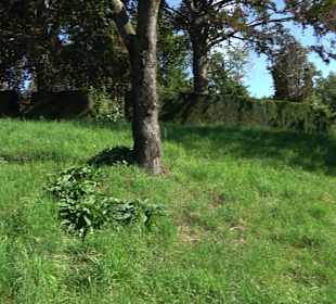 Leibfriedscher Garten