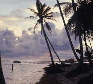 Morgendämmerung unter Palmen