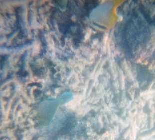 Beim Schnorcheln ! Herrliche Fische !