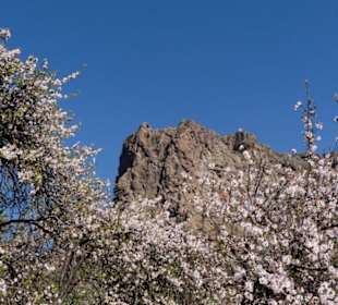 Mandelbäume im Gebirge