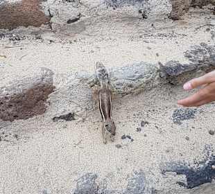 Erdmännchen am Strand