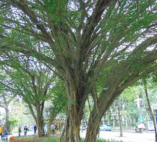 Hoan Kiem See in Hanoi