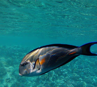 Schnorcheln Makadi Bay