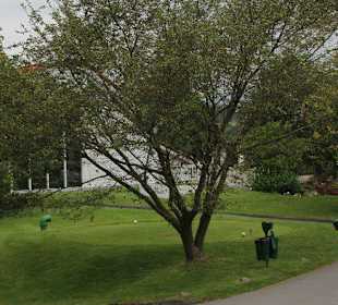 Von Bäumen begrenzt