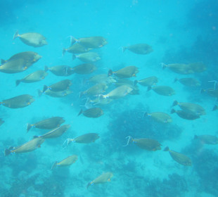 Riesenschwarm Kurznasendoktorfisch - Außenriff