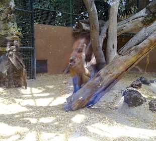 Oasis Park in La Lajita