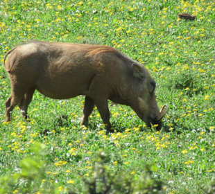 Warzenschwein im Park