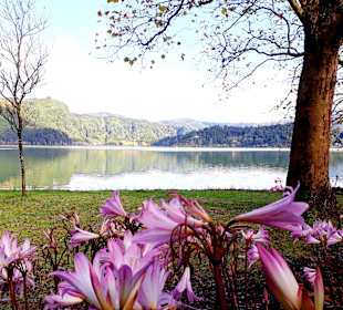Furnassee