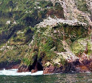 Ausflug Ballestas Inseln