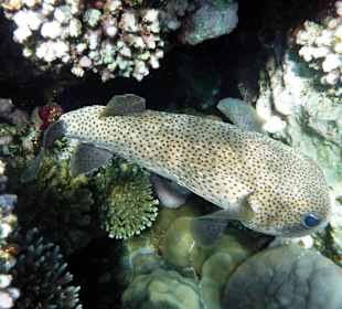 Rwelt Riff Rohanou Beach Resort