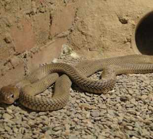 Wüstenschlange 